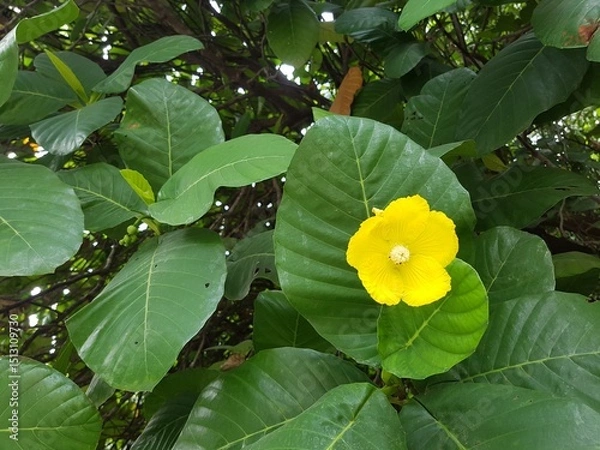 Obraz Blooming Yellow Simpoh flower.