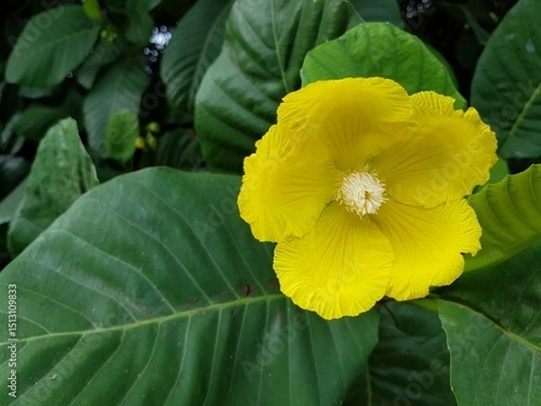 Obraz Close up of yellow simpoh flower.
