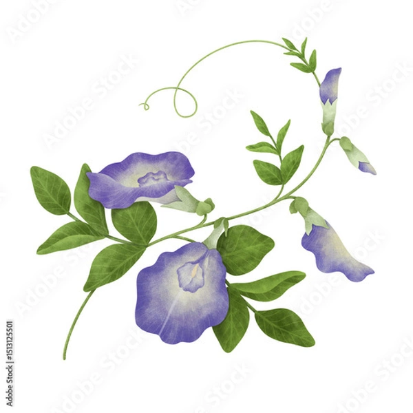 Obraz Watercolor Butterfly Pea illustration.