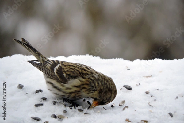 Fototapeta A female common redpoll with a bright red patch on its forehead standing in snow and eating sunflower seeds, blurred background