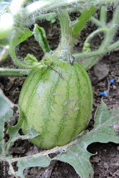 Fototapeta Close-up of a young watermelon in a garden, with chewed leaves and visible slug slime. Blue slug repellent pellets surround the plant.