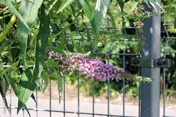 Fototapeta A hummingbird hawk-moth feeding on the nectar of purple buddleia flowers using its long proboscis while hovering in the air