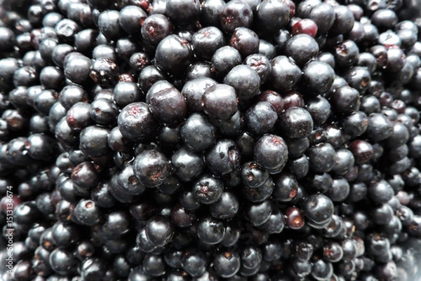 Obraz Fresh ripe aronia berries in close-up