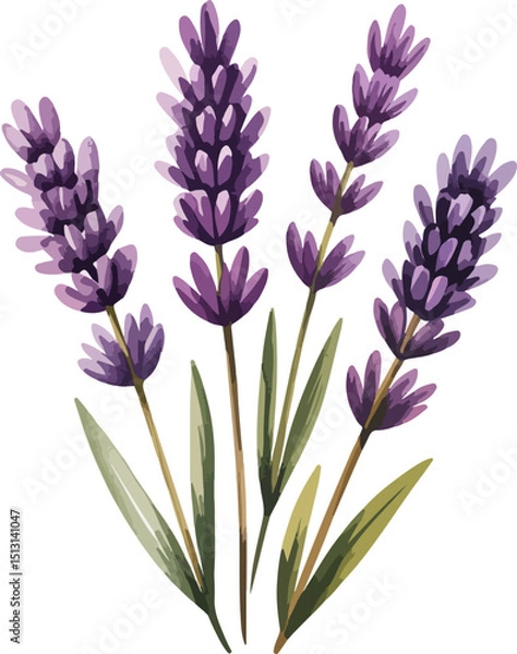 Obraz violet flowers isolated on white background