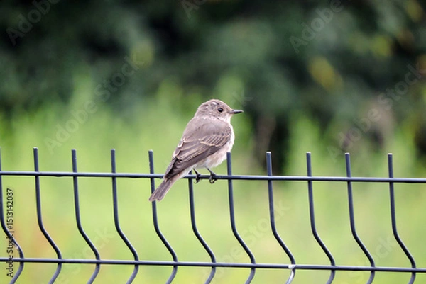 Fototapeta A spotted flycatcher sitting on a fence made of welded wire mesh panels, green leaves in the background