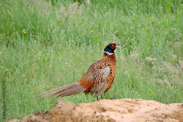 Fototapeta The wild ring-necked pheasant with ruffled feathers and lowered wings standing on a heap of sand in the middle of the meadow