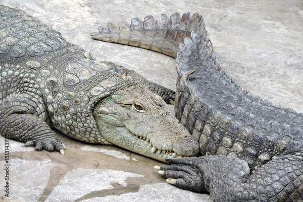 Fototapeta Resting Nile crocodiles on concrete surface in a zoo, Wrocław, Poland