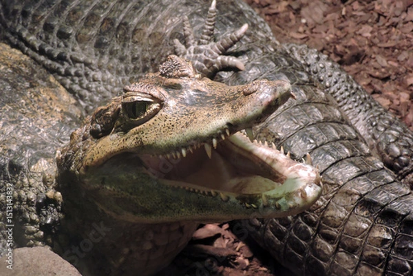 Fototapeta A close-up of a dwarf caiman (Paleosuchus palpebrosus) with its mouth open, showing sharp teeth, Wroclaw zoo, Poland