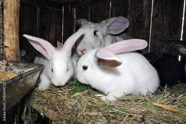 Fototapeta Young cute bunnies of different colors with their mother rabbit in an open cage. The floor is layered with hay and visible waste.