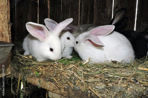 Fototapeta Young cute bunnies of different colors with their mother rabbit in an open cage. The floor is layered with hay and visible waste.