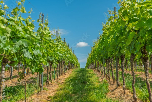 Fototapeta A row of grape vines with a cloudy sky in the background