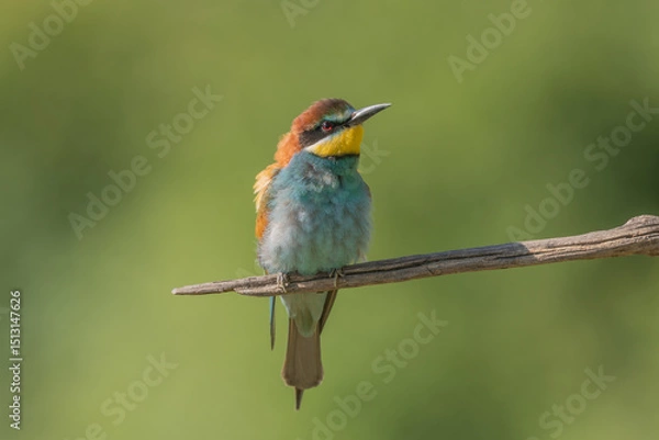 Fototapeta European bee-eater (Merops apiaster) on a branch during breeding period in spring.