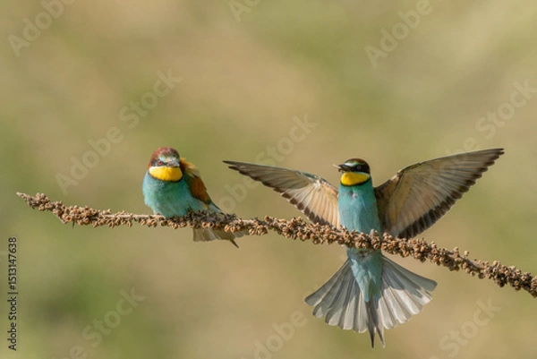 Fototapeta European bee-eater (Merops apiaster) on a branch during breeding period in spring.
