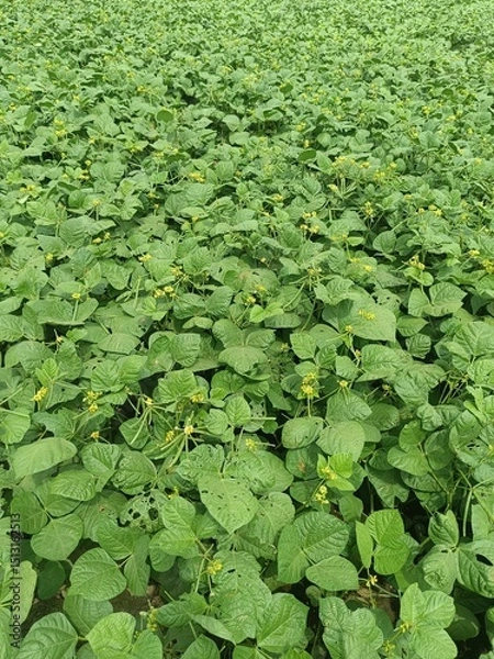Fototapeta Green Mung bean crop close up in agriculture field, Mung bean green pods (Vigna radiata) and mung bean leaves on the mung bean stalk