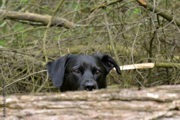 Obraz labrador
