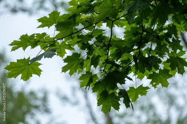 Fototapeta Green maple leafs. Red maple leafs with green background