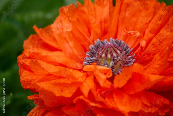 Fototapeta Red fluffy poppies among summer greenery. Soft focus. Close-up. Summer background