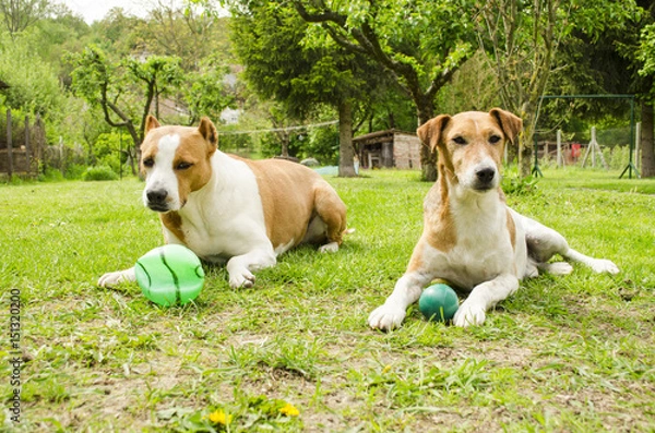 Fototapeta dogs playing with each other outside
