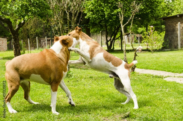 Fototapeta dogs playing with each other outside