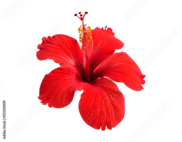 Fototapeta a red hibiscus flower isolated on transparent background 