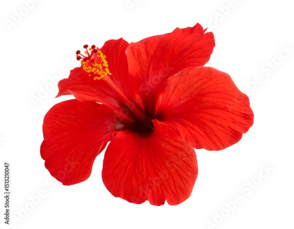 Fototapeta a red hibiscus flower isolated on transparent background 