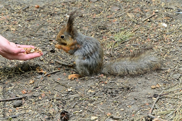 Fototapeta An almost tame young squirrel eats nuts from your hand.