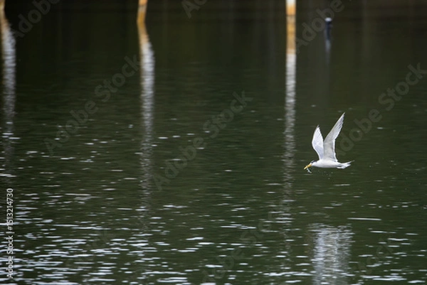 Fototapeta A Crested Tern (Thalasseus bergii) feeding on a lake in New South Wales, Australia.