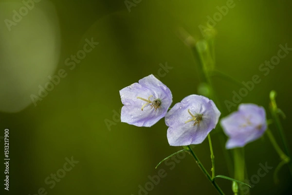 Fototapeta Portrait floral : Campanula persicifolia, trio de Campanule à feuilles de pêcher, Alsace, CEA, Grand Est, France