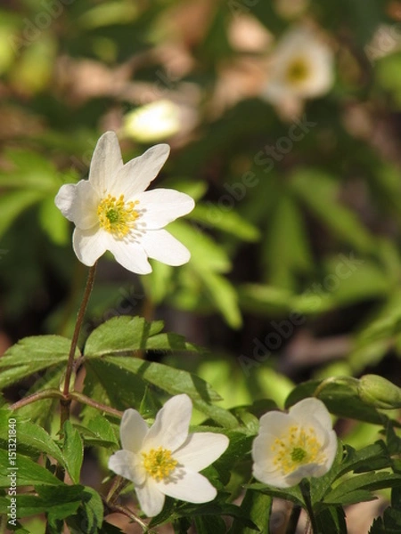 Obraz Anemone canadensis