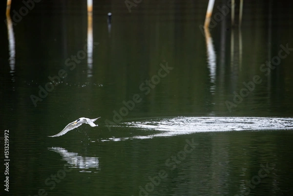 Fototapeta A Crested Tern (Thalasseus bergii) feeding on a lake in New South Wales, Australia.