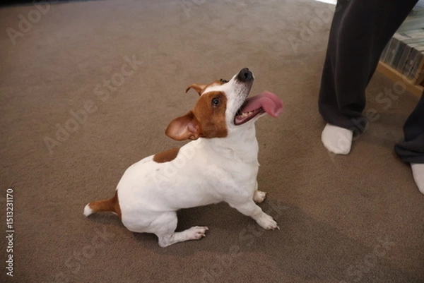 Obraz Dog Playing with a Bouncing Ball