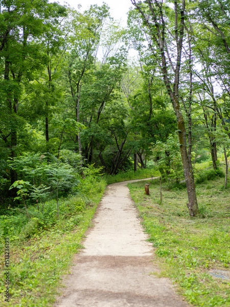 Fototapeta 新緑に囲まれたハイキングコース