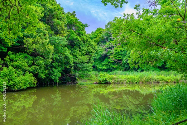 Obraz 池がある緑のある風景