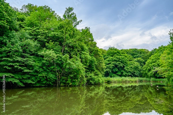 Obraz 池がある緑のある風景