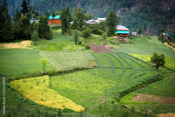 Obraz Multiple grain fields in Himachal.   Pundarik  Upper Neahi village. Sainj Valley, Eco Zone, Great Himalayan National Park, Himachal, India.