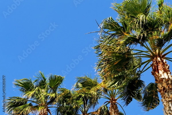 Obraz Palmiers et ciel bleu.