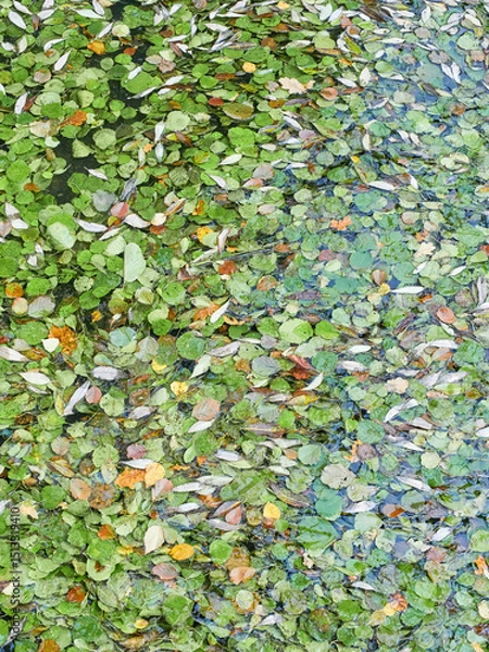Fototapeta Fallen leaves float on the surface of the water in a continuous carpet