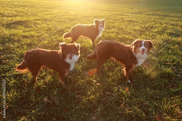 Obraz Three dogs are standing in a field of grass