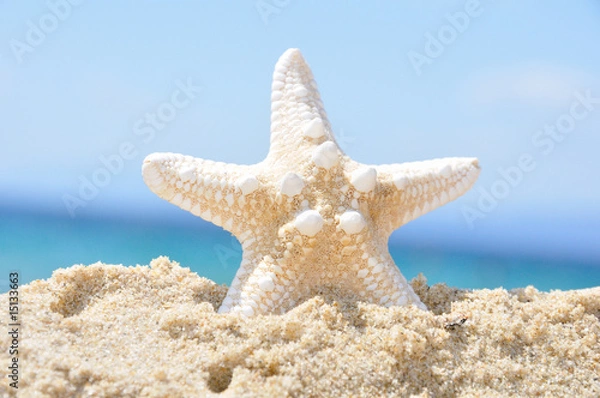 Fototapeta Starfish in a sandy beach on a bright summer day