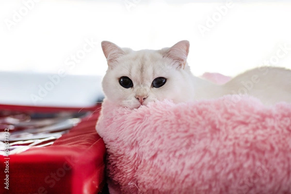 Fototapeta portrait of white british shorthair cat looking at camera and lying in pink bed. cute kitty lying