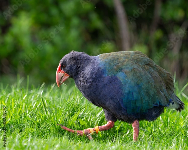 Obraz Takahe on the grass