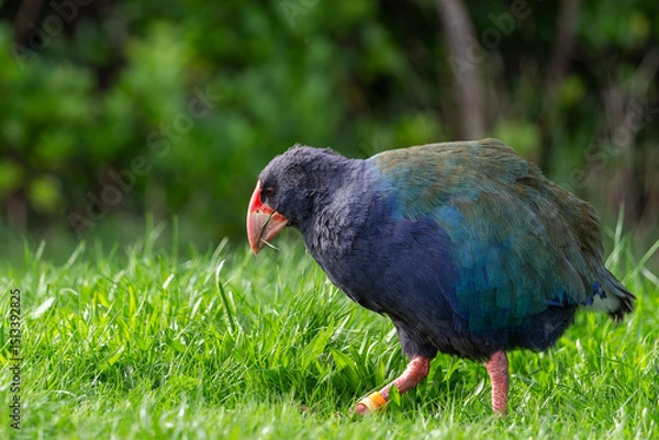 Obraz Takahe on the grass