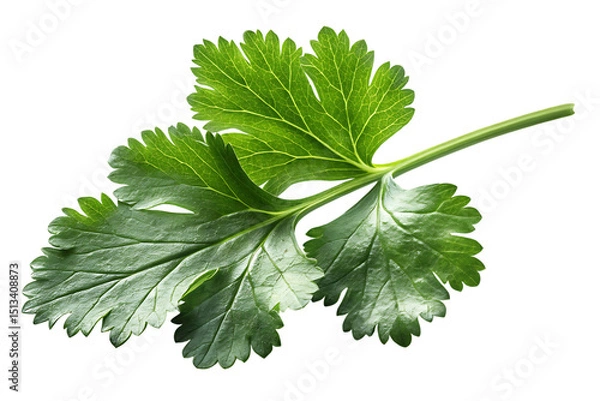 Fototapeta Fresh Cilantro Leaf Isolated on PNG Background – High-Resolution Botanical Close-Up