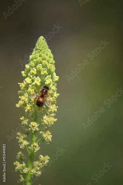 Obraz Honey Bee on Wild Mignonette