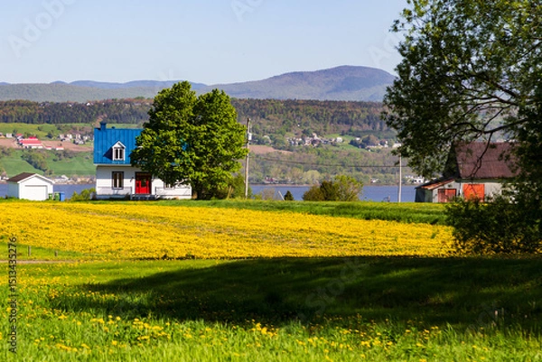Obraz Cute traditional French-style white farm house with blue metal roof in field of dandelions in the spring, Saint-Pierre, Island of Orleans, Quebec, Canada