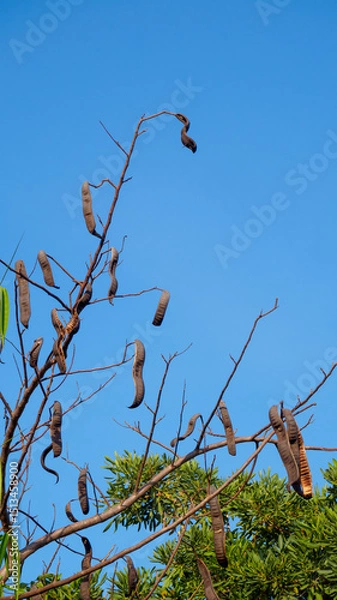 Fototapeta Dry branches with fallen leaves and many pods Carob tree or Ceratonia siliqua