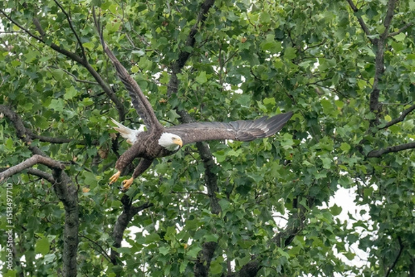 Obraz An adult bald eagle takes flight from a tree branch