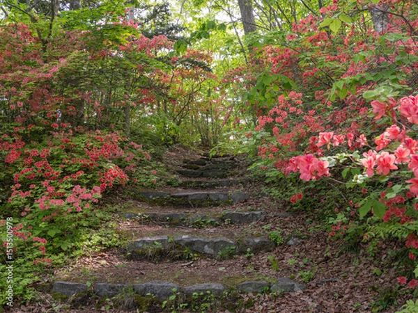 Obraz ツツジ咲く美しい春の大沼湖畔