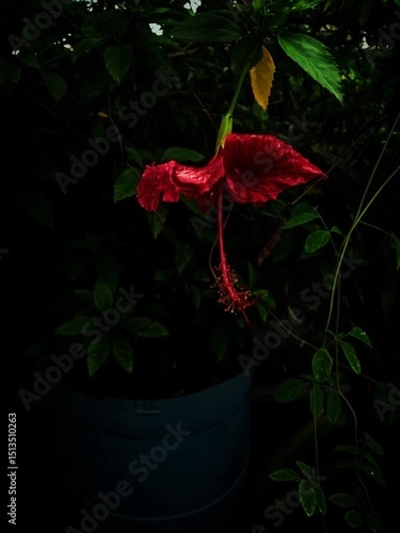 Fototapeta red rose in a pot