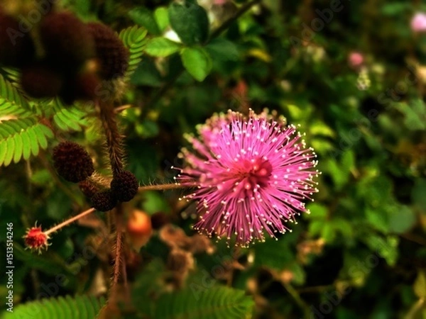 Fototapeta flower of a thistle
